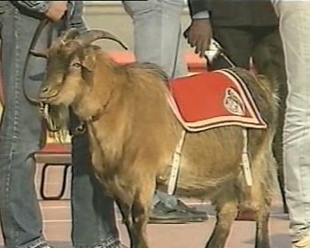 [www.GeissbockFans.de]