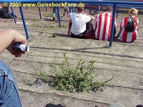 [1.FC Magdeburg - FC 2000/2001]